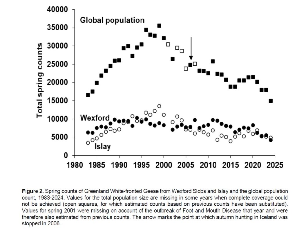 Graph showing Spring counts of Greenland White-fronted Geese from Wexford Slobs and Islay and the global population count  1983 - 2024